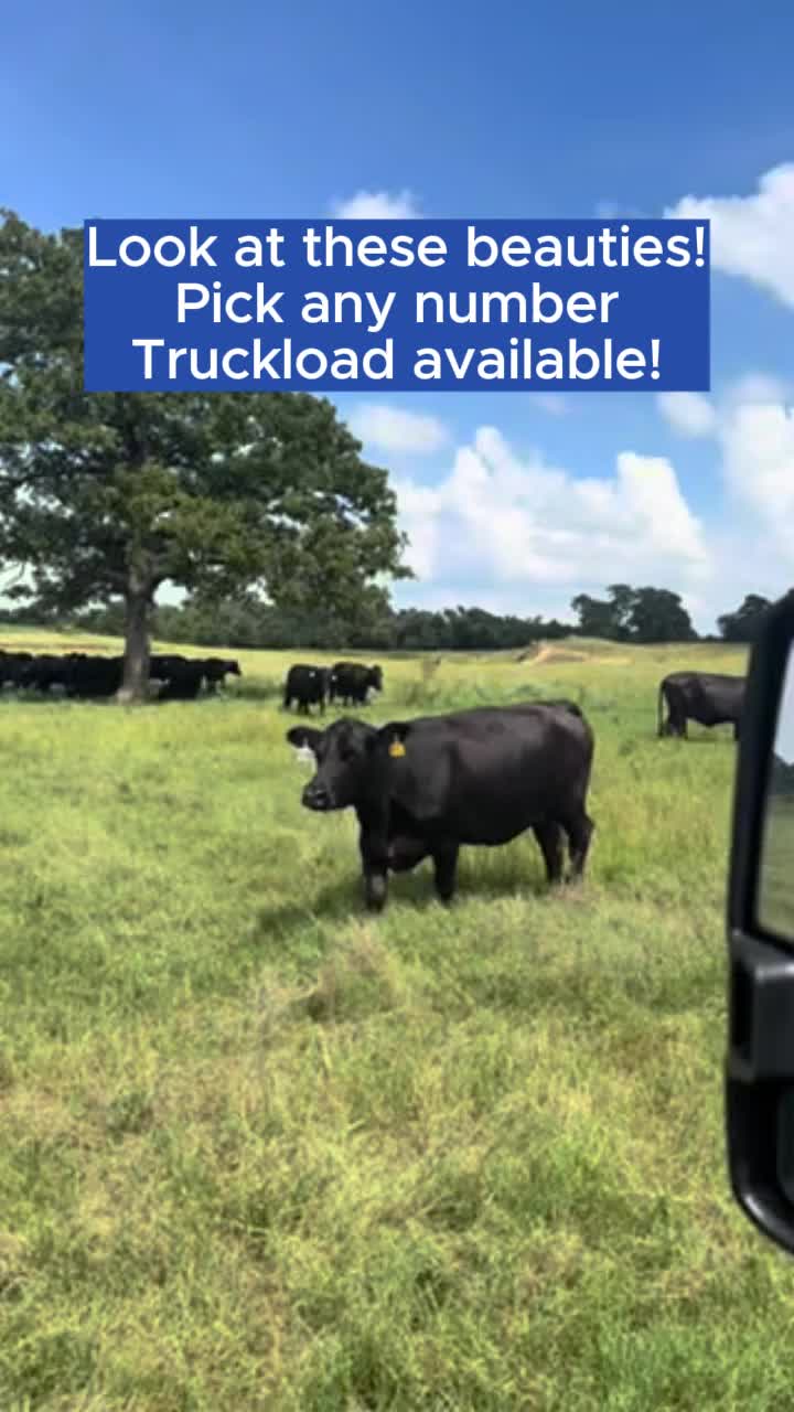 @Rutherford Land and Cattle