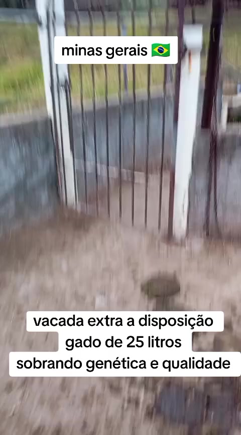 @marketing_do_gado