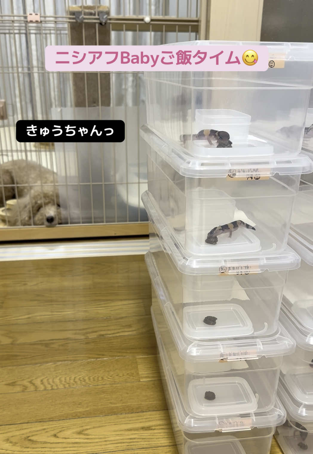 @なな🕊️つばき