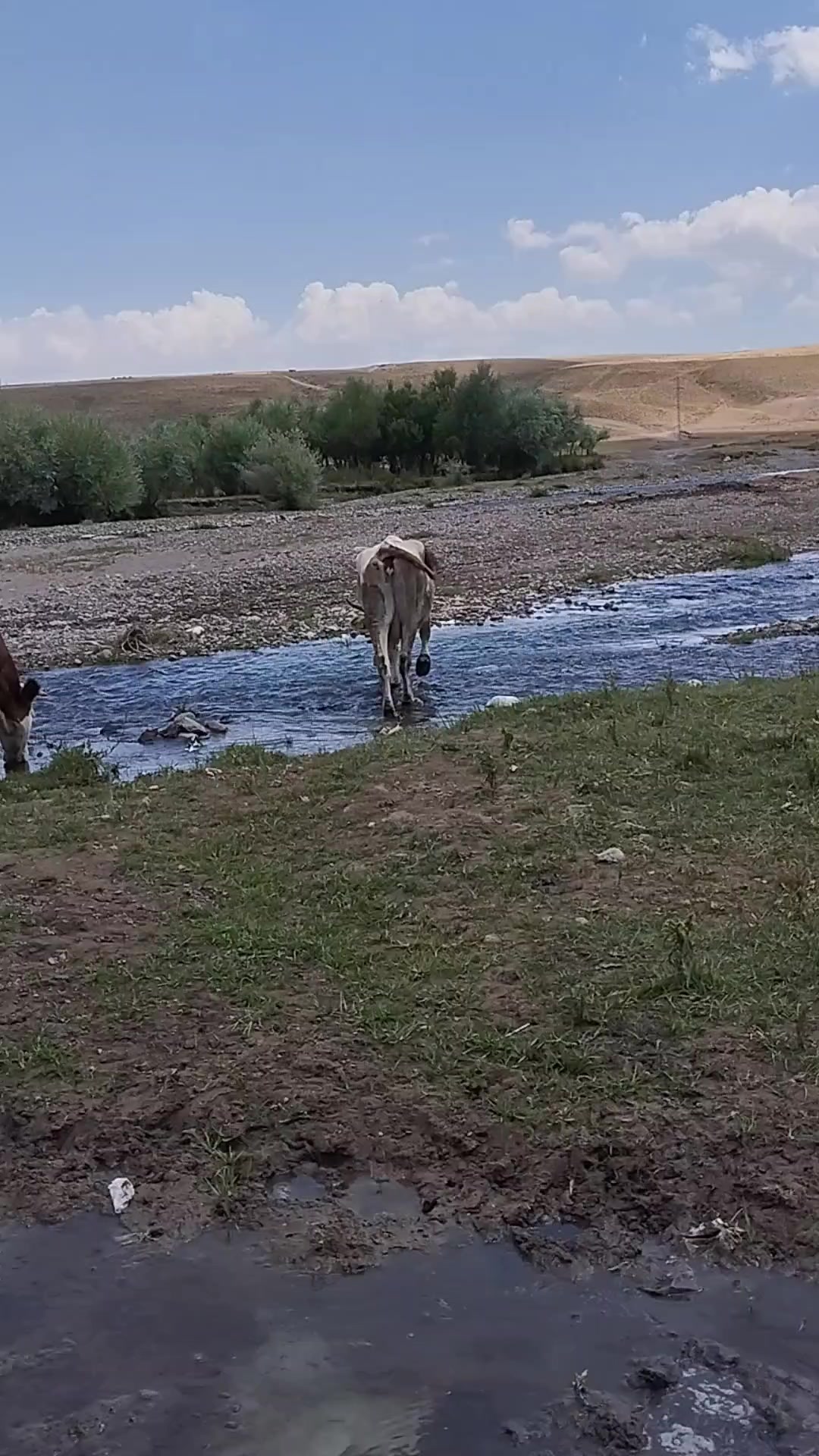 @Taşdemir besicilik