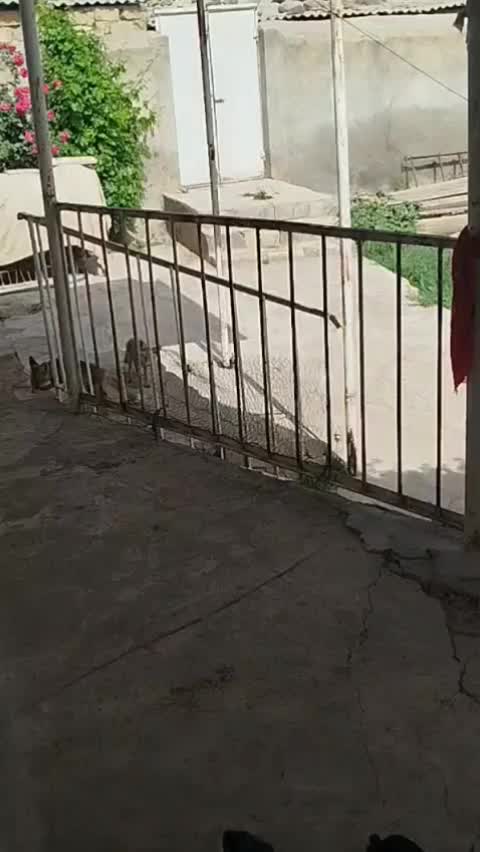 @Həsənova