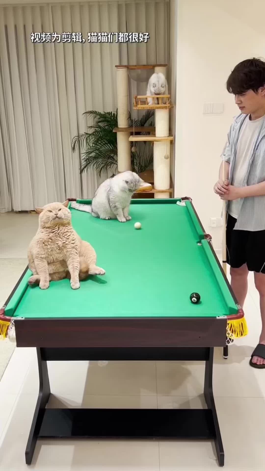 @🤣Cute Funny Pets🤣