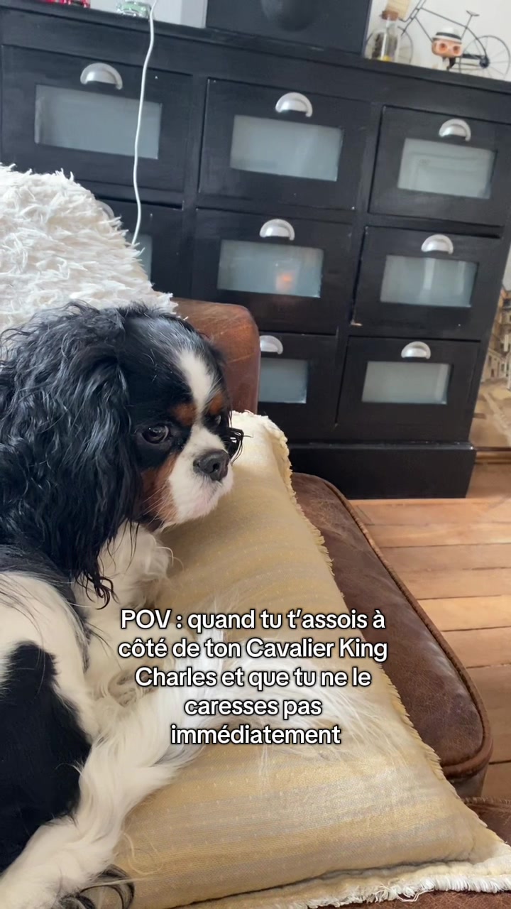 @Cavalier King Charles