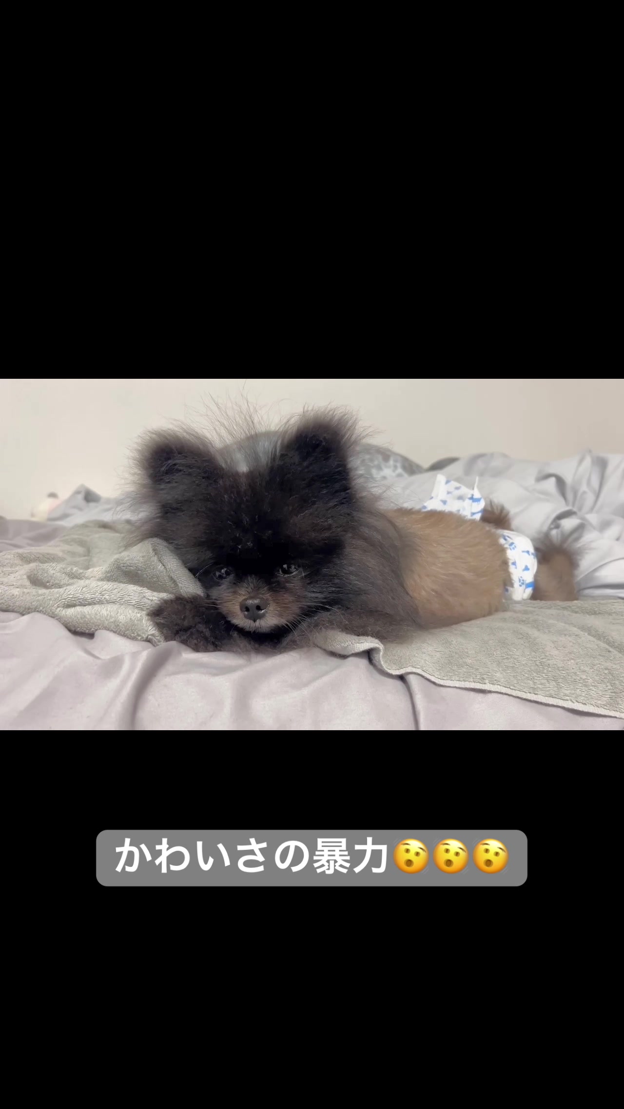 @黒ポメのえんま🐻🍿