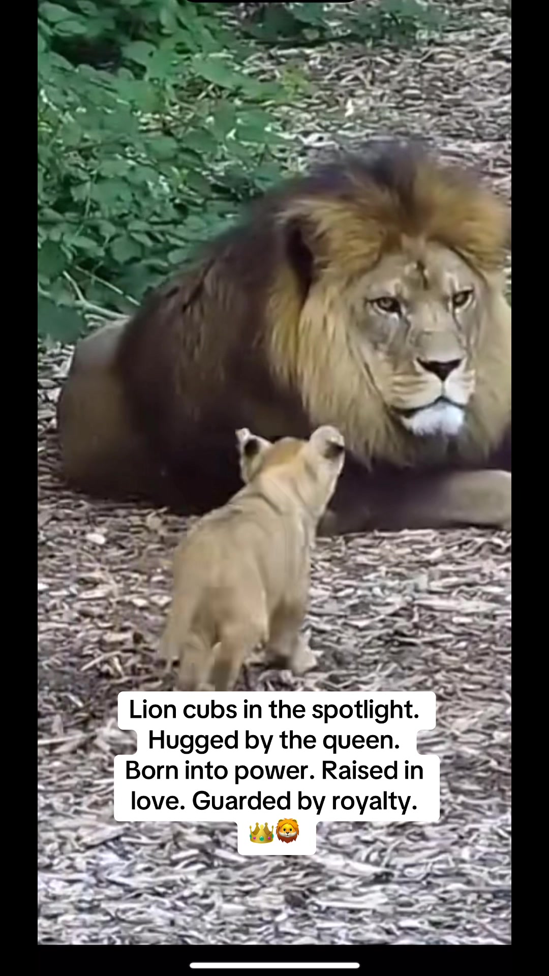 @KJ@LoveAnimalsEpicNature