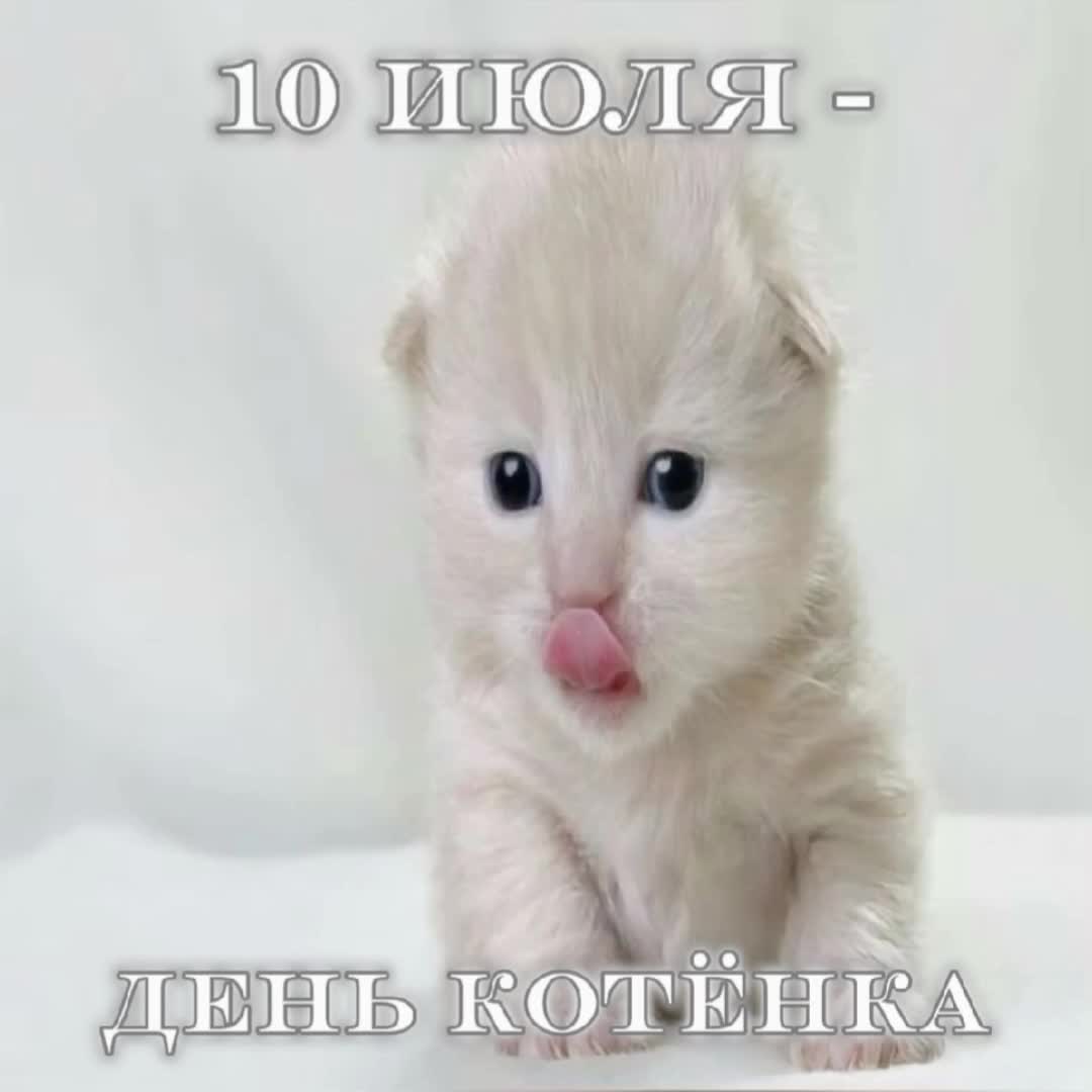 @котики на каждый день