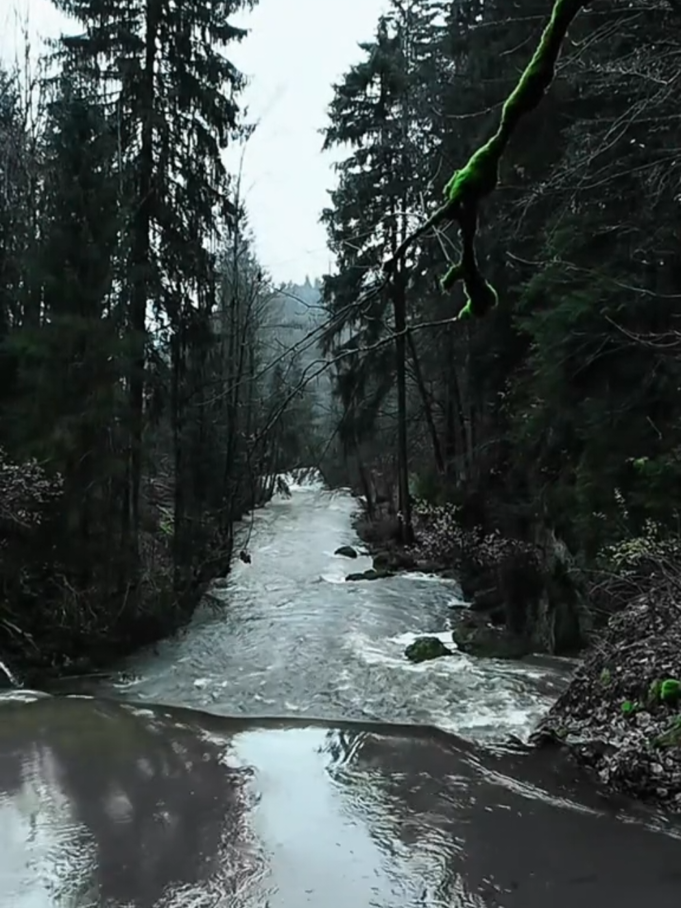 @😈🌲ЛЕСНИЧИЙ | СЛАВЯНИН🐻🐺