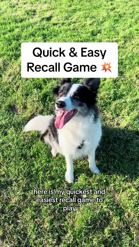 @Train Up Pup