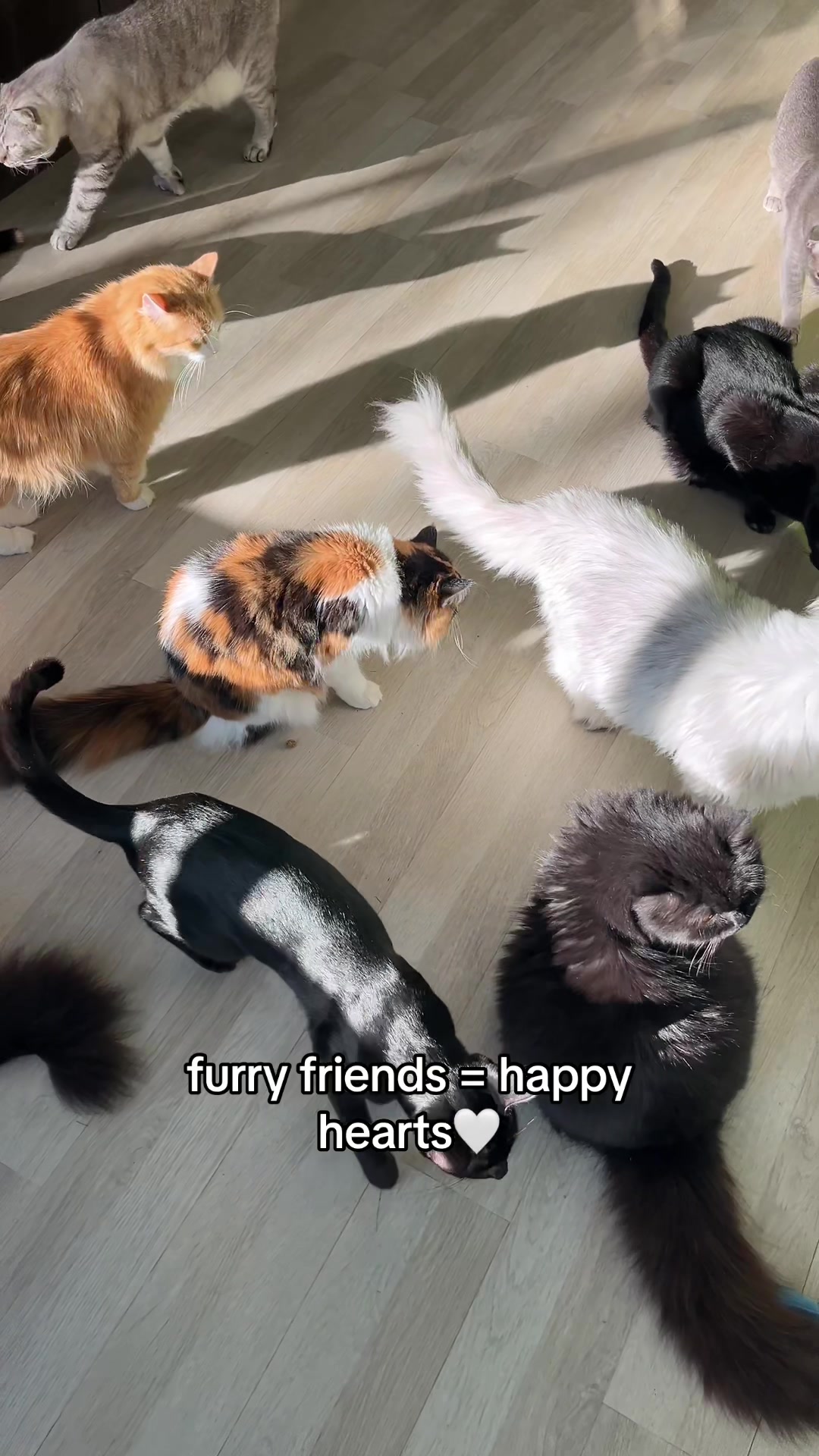 @crazycatcafe