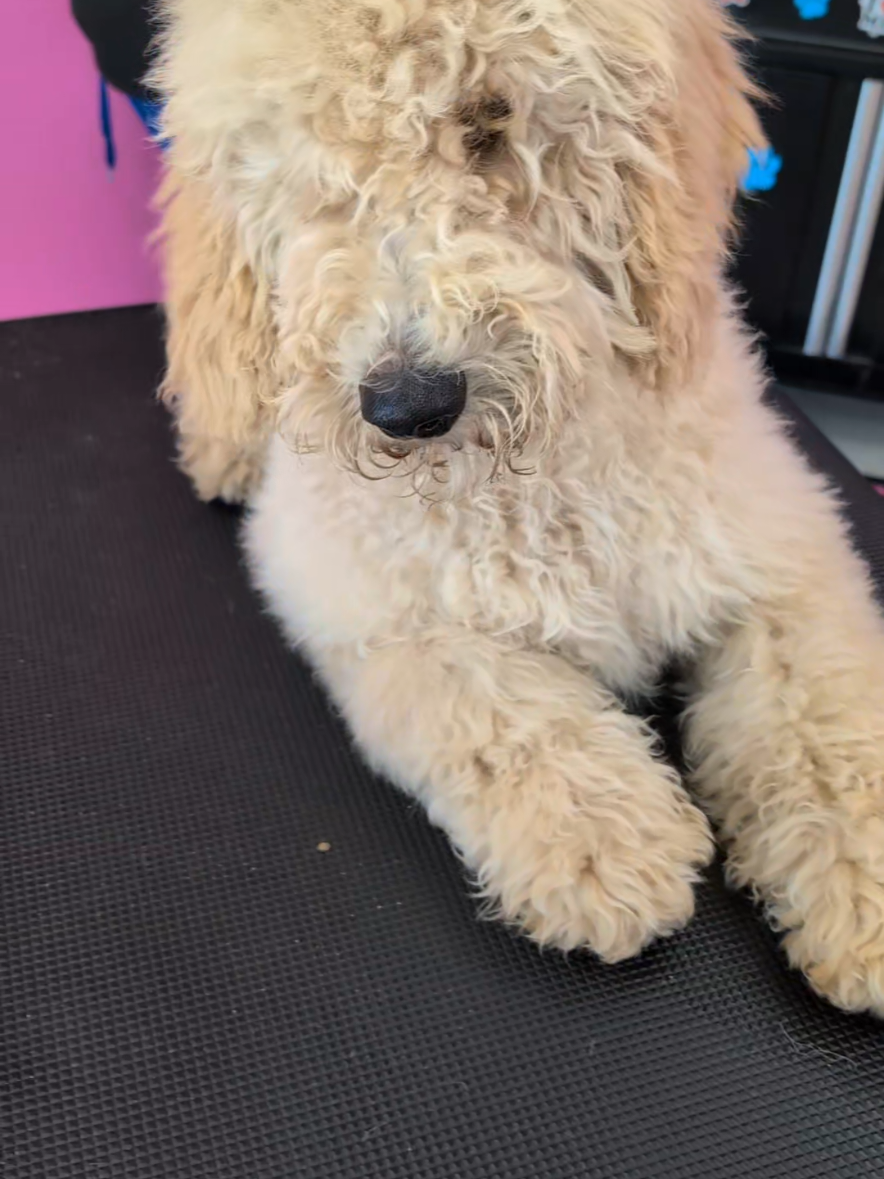 @bubulabapetgrooming