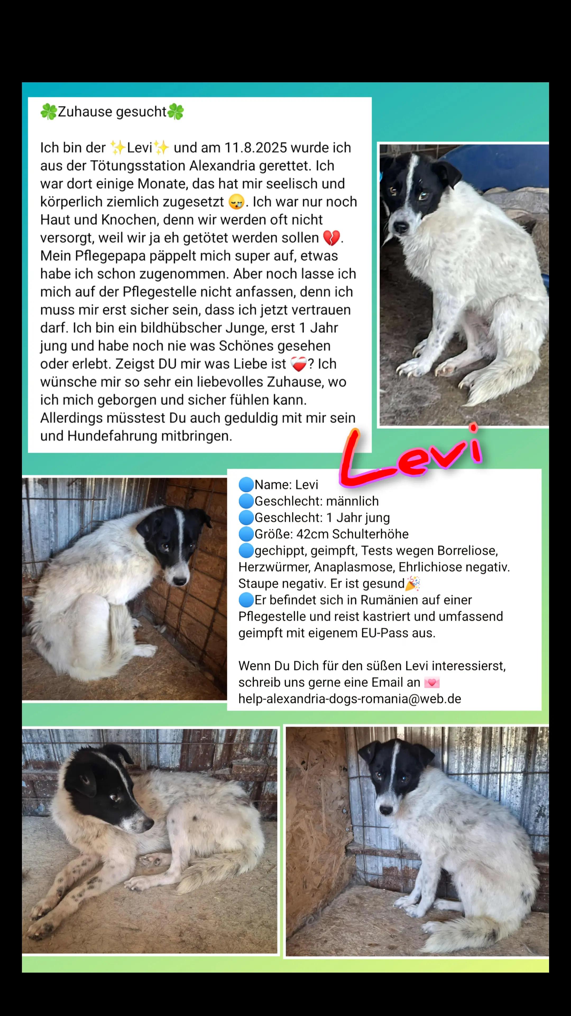 @rescuersalexandria