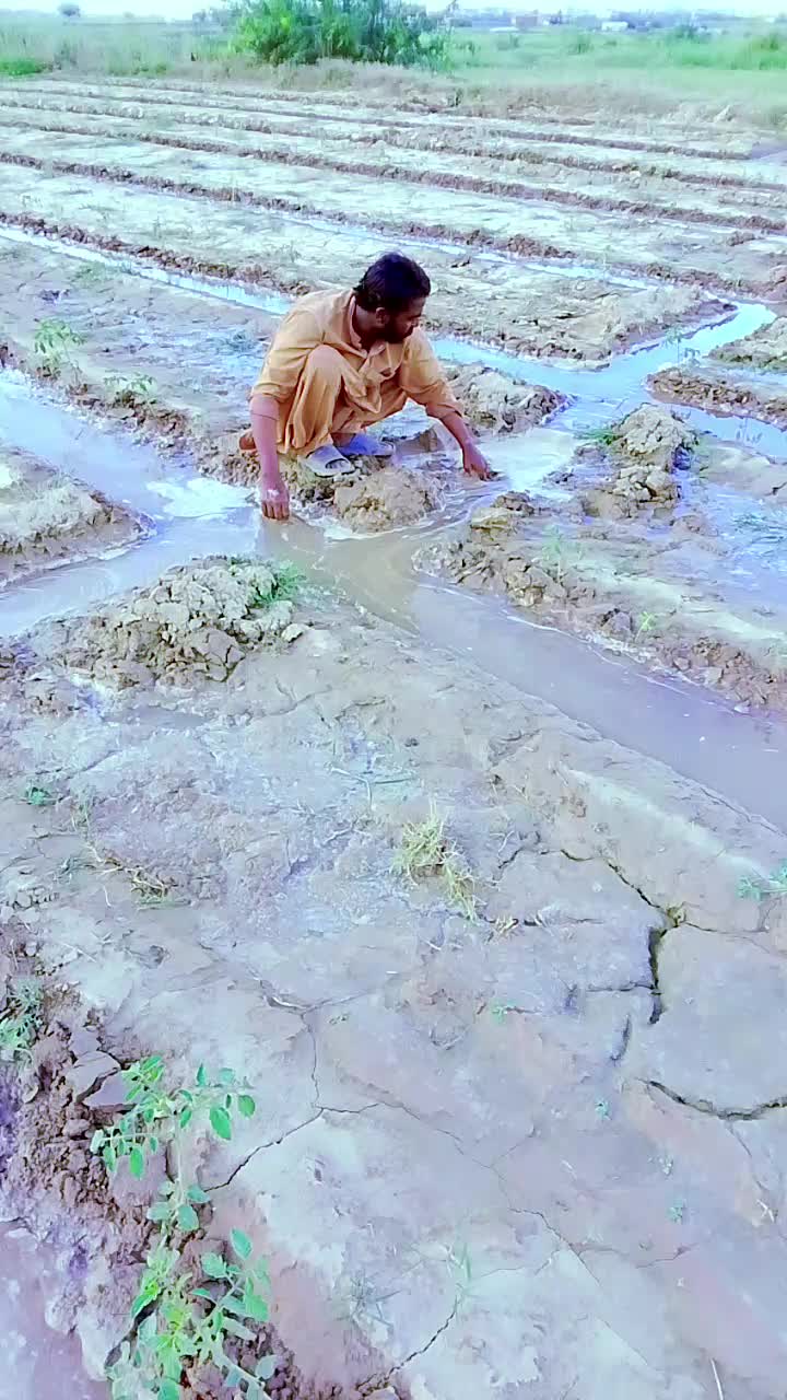 @TARIQBABO44