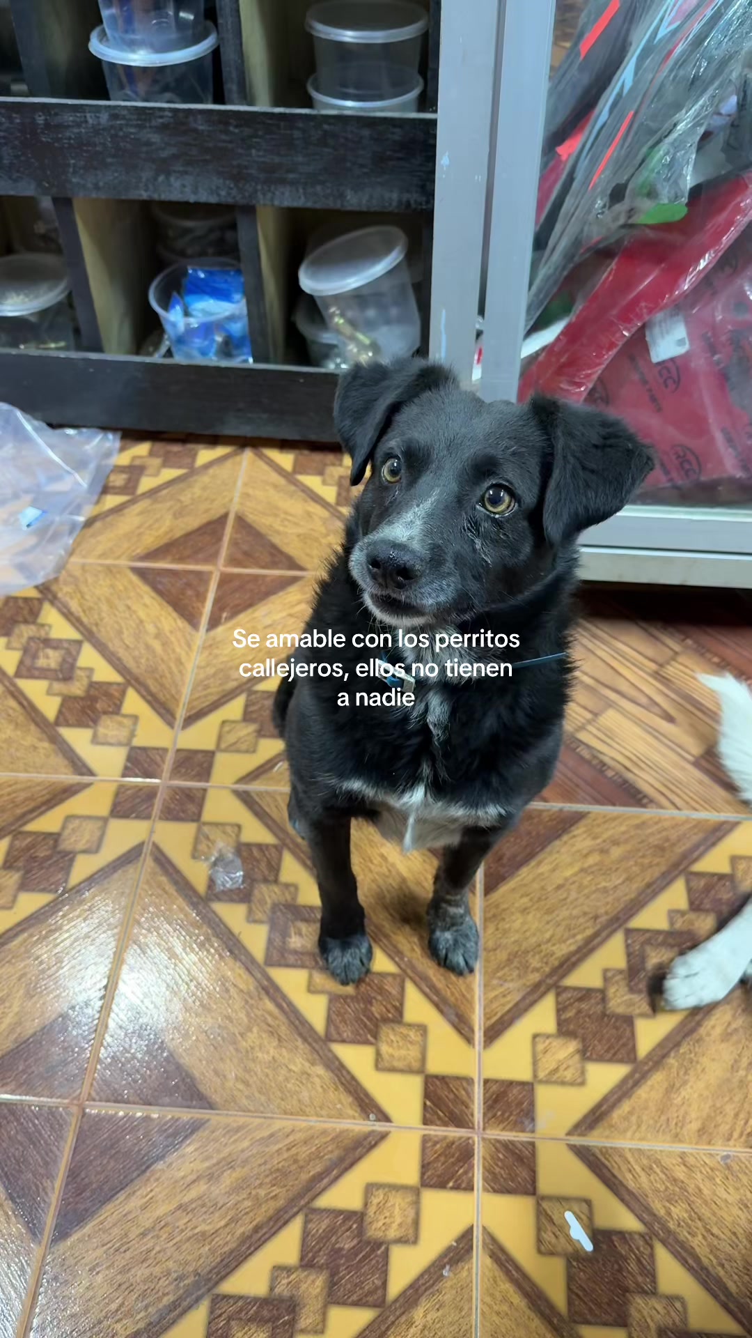 @Cabezotas 🐶