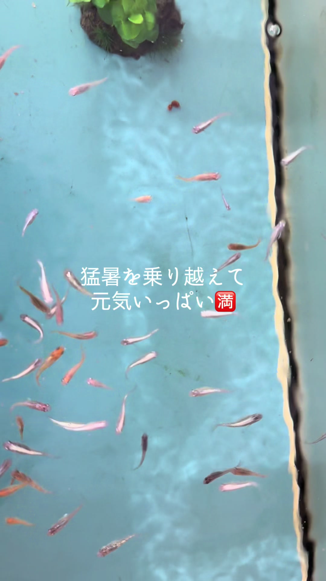 @デブデブ船長