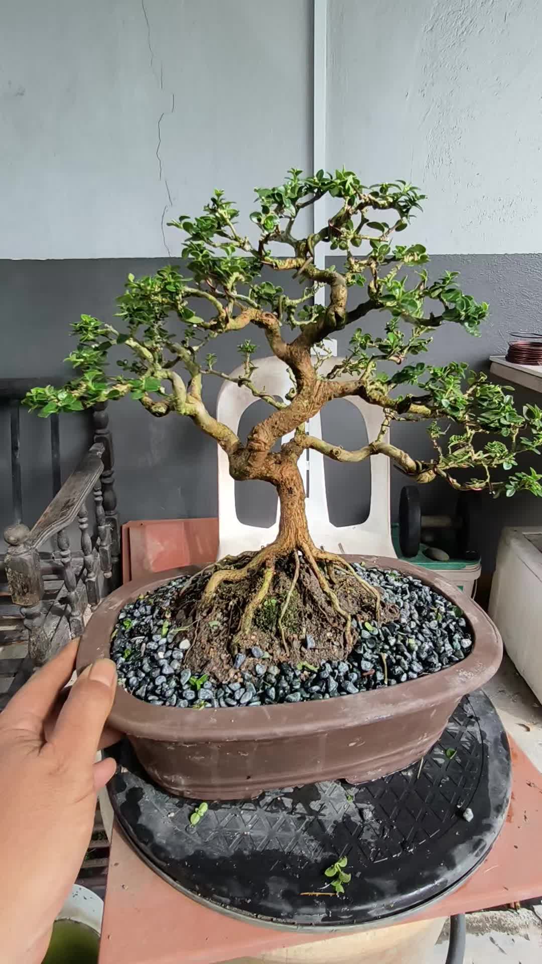 @ONE BONSAI JB