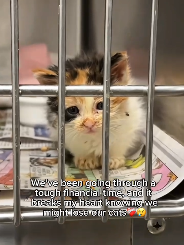 @Purry Paws