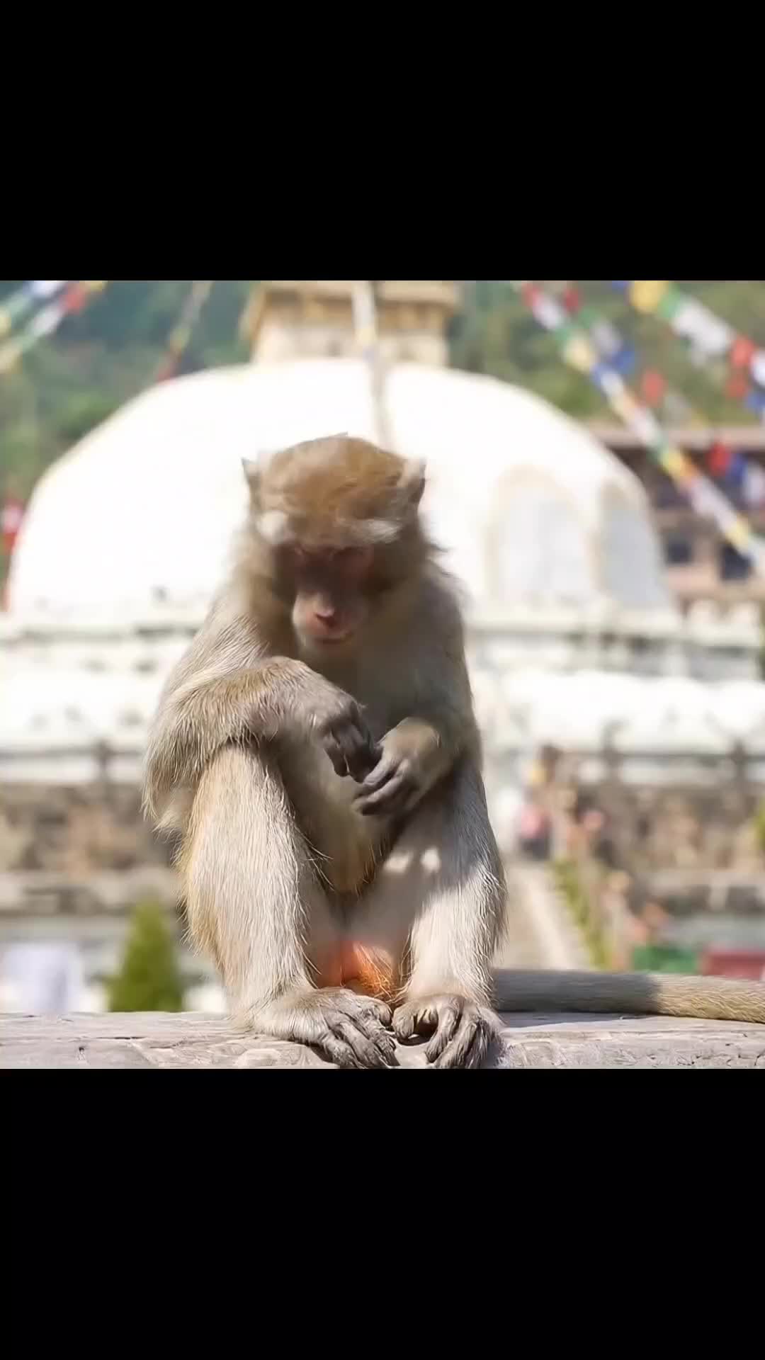 @baklolnepali