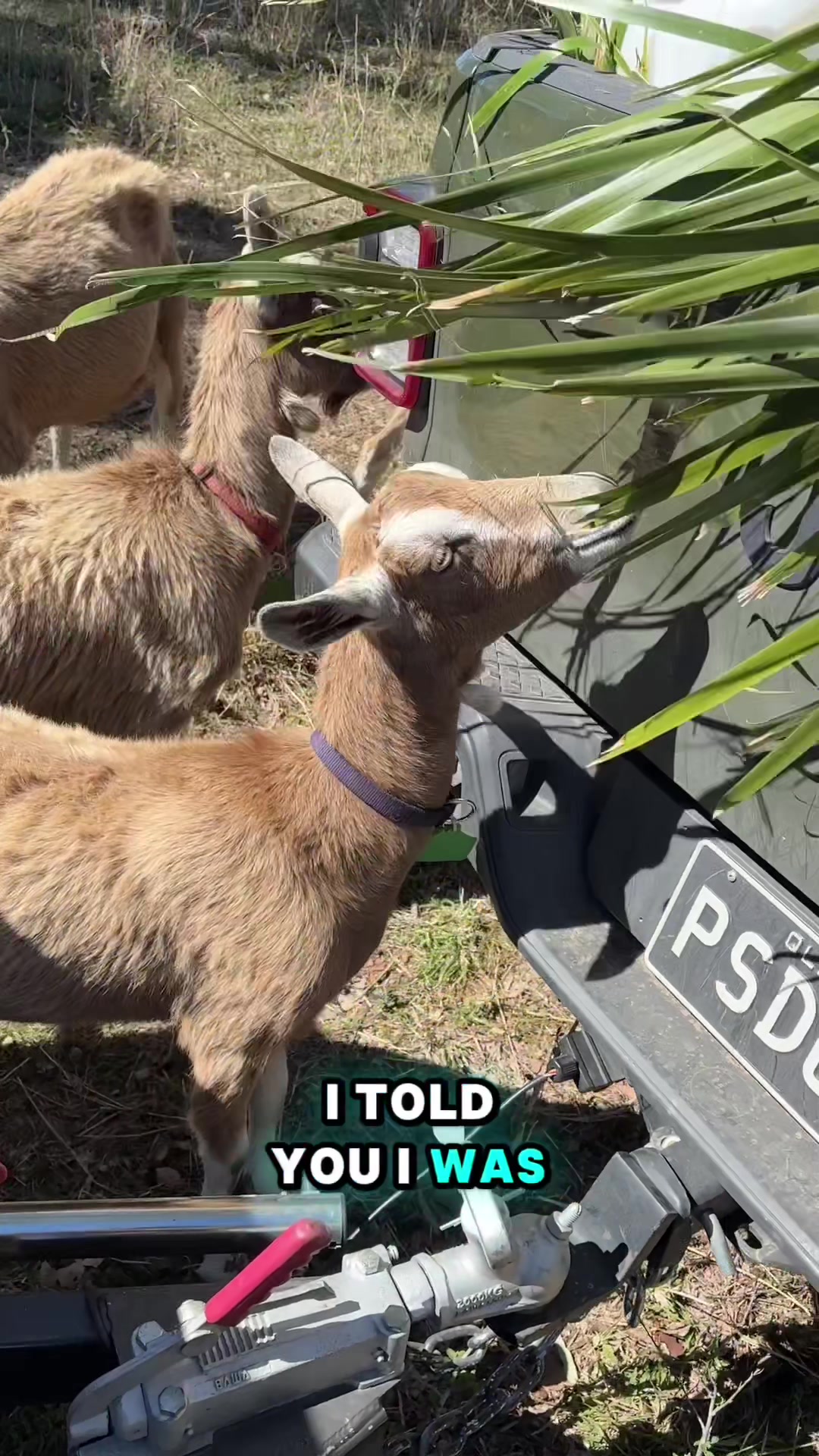 @Thegoatfather