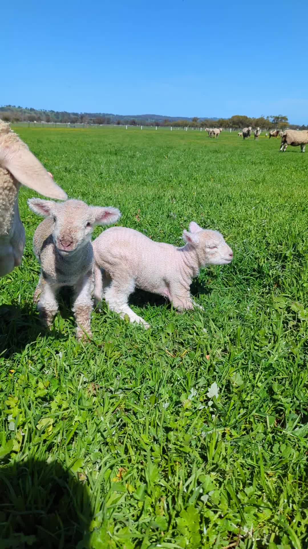 @Gardin Park Babydoll Sheep