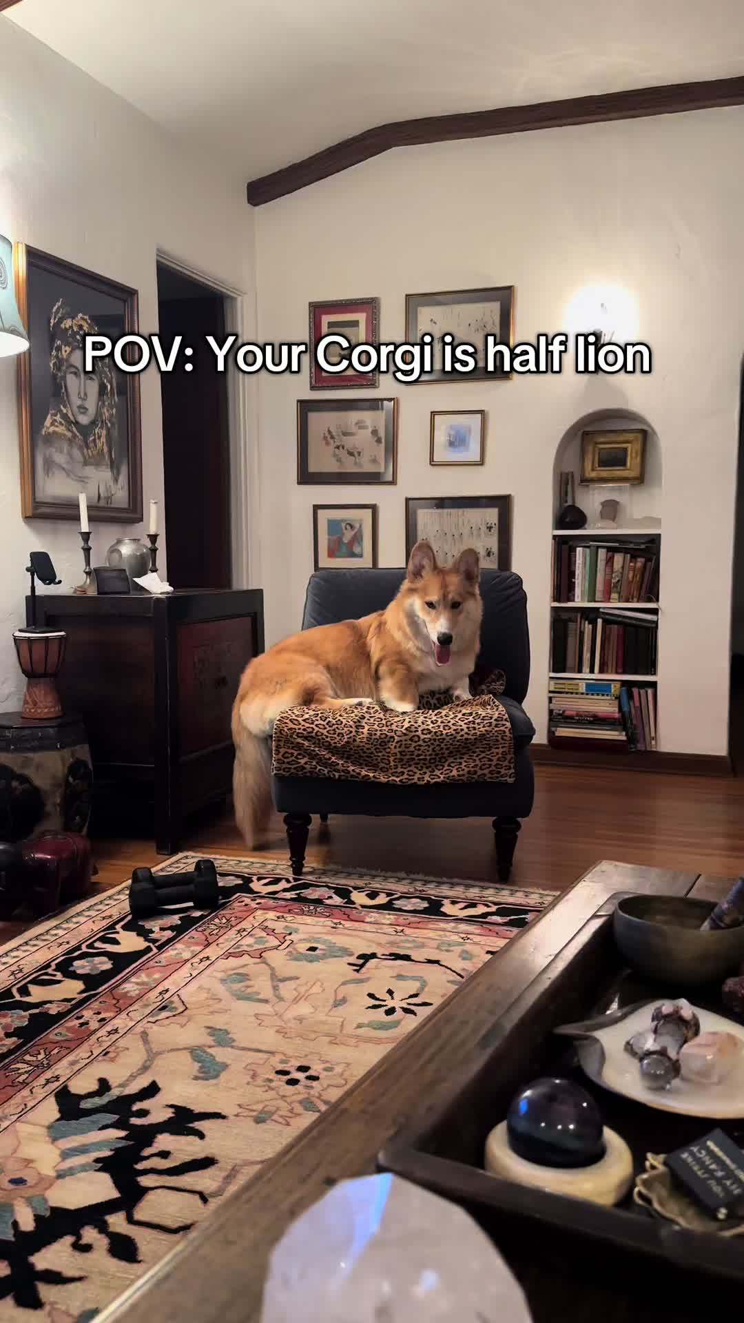 @apollothecorgimute