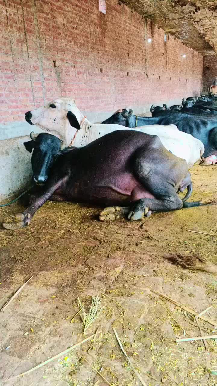 @kaka qasai 745