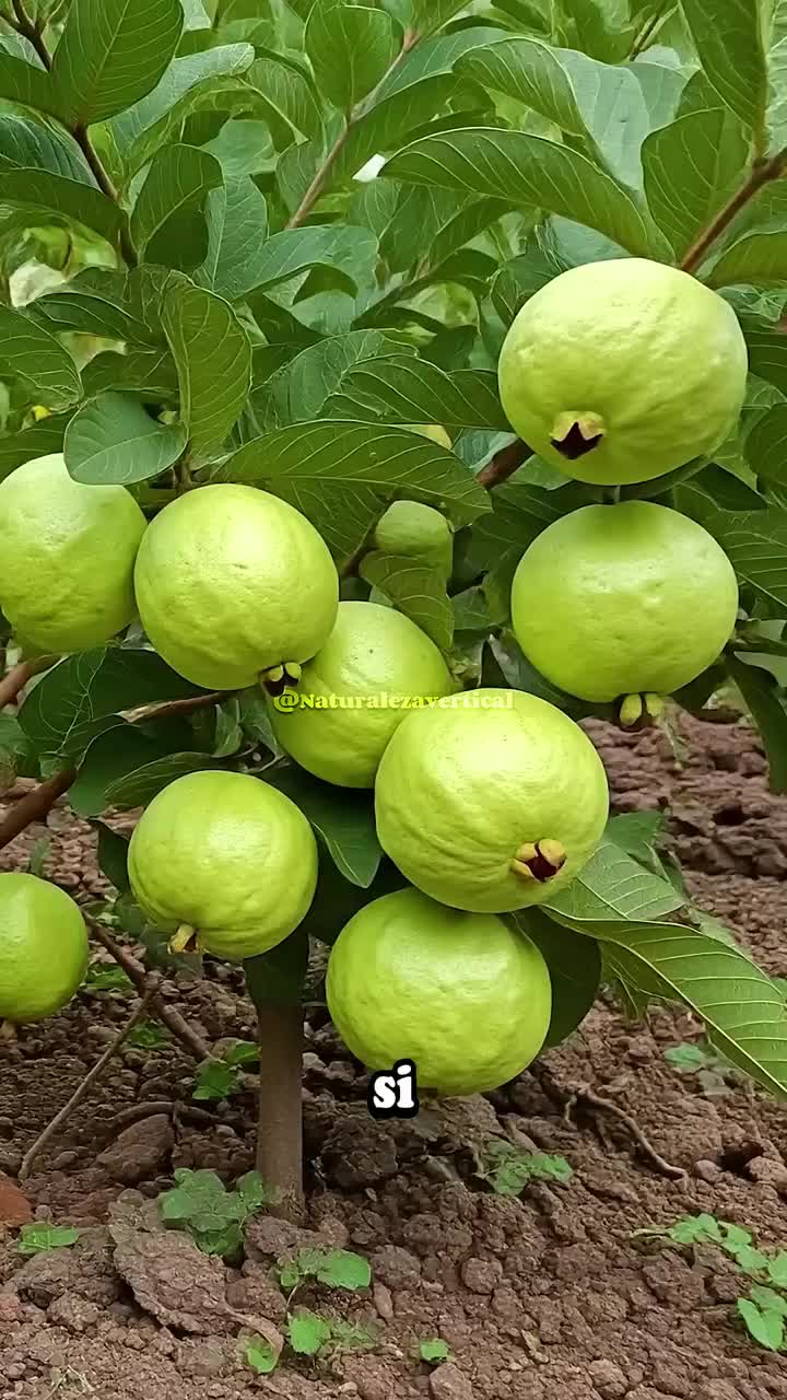 @Naturaleszademujer