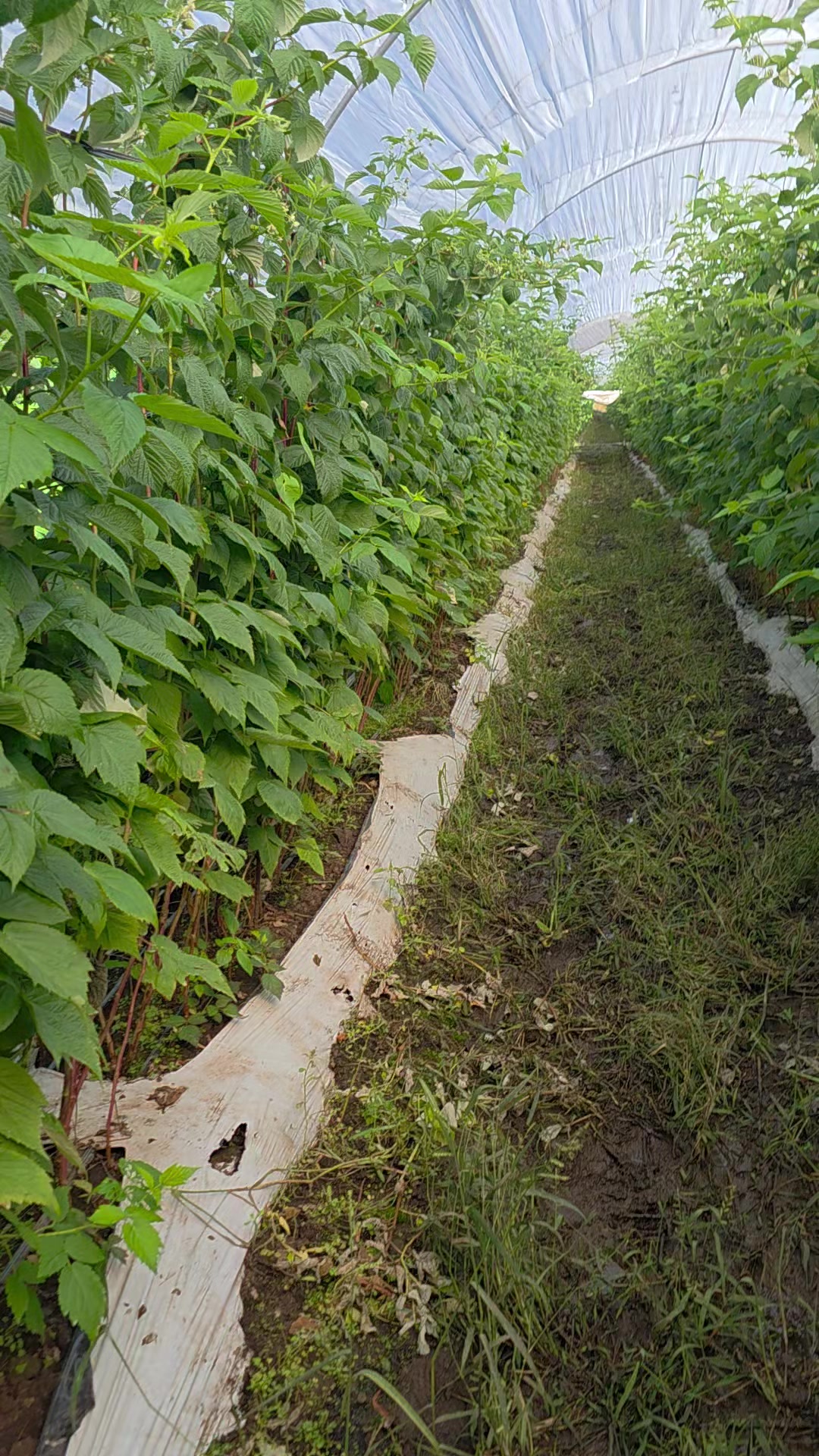 @El Extensionista del Agro