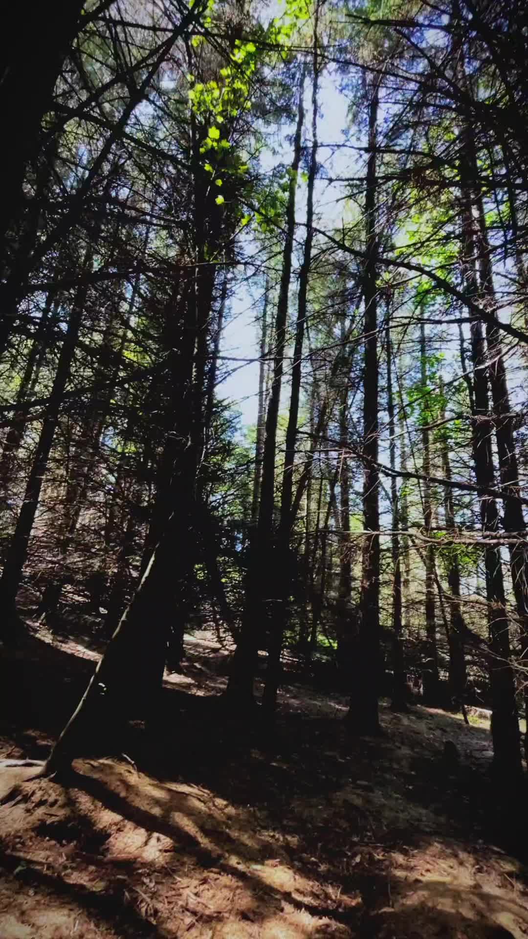 @Whispers of Nature