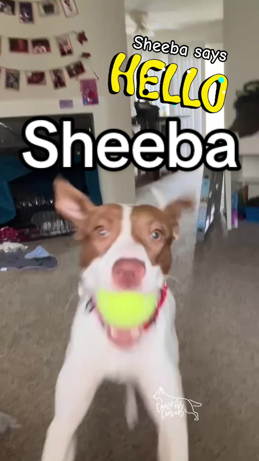 @causeforcaninesrescue