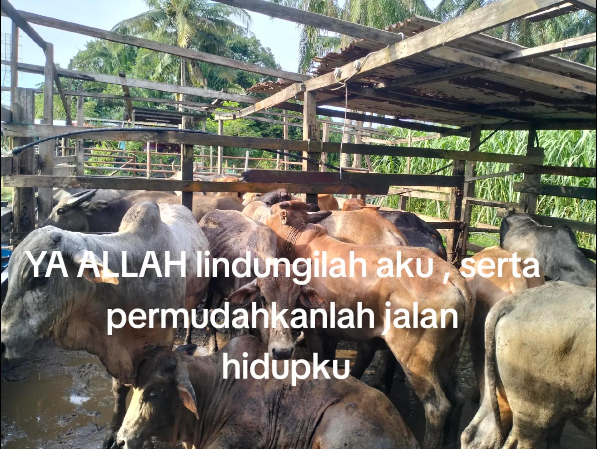 @Haziq farm