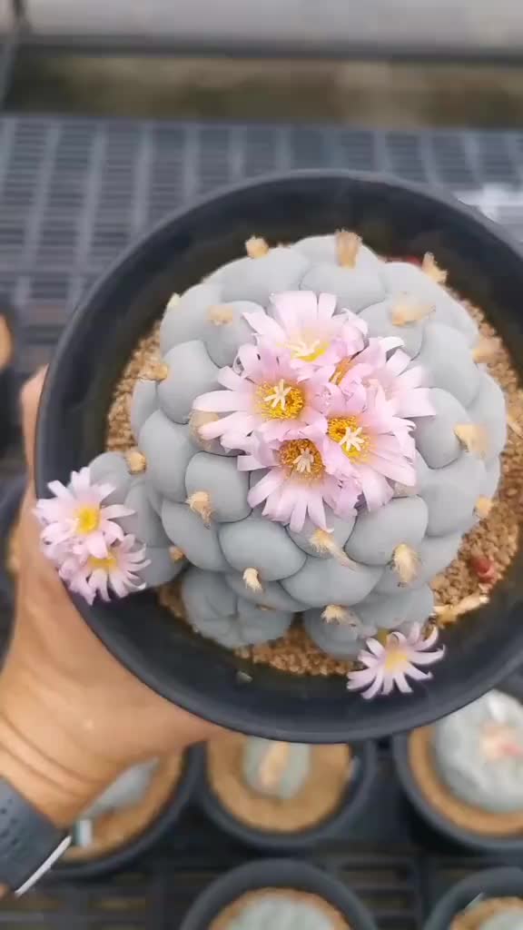 @Mycelia Peyote cacti