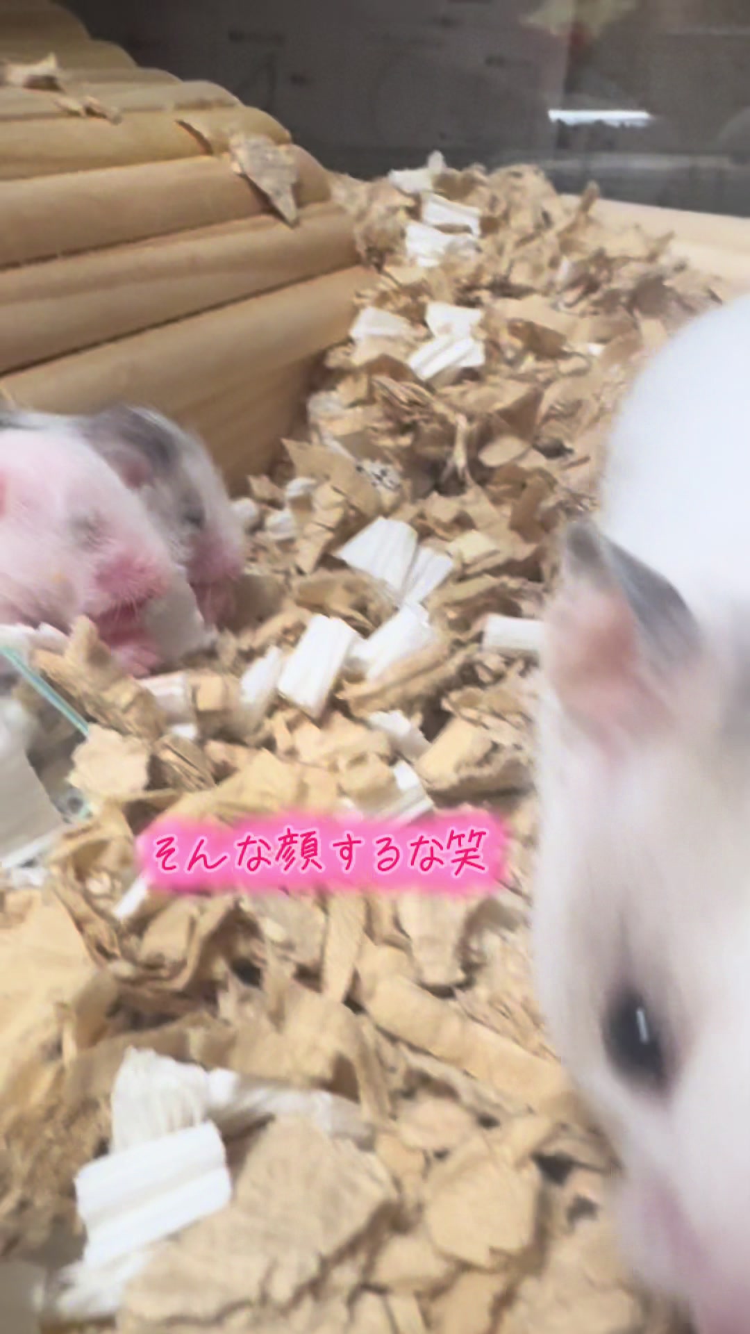 @田舎のネズミ