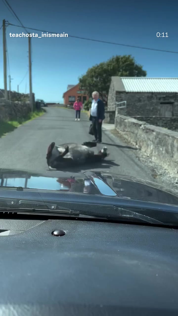 @Galway Gaillimh