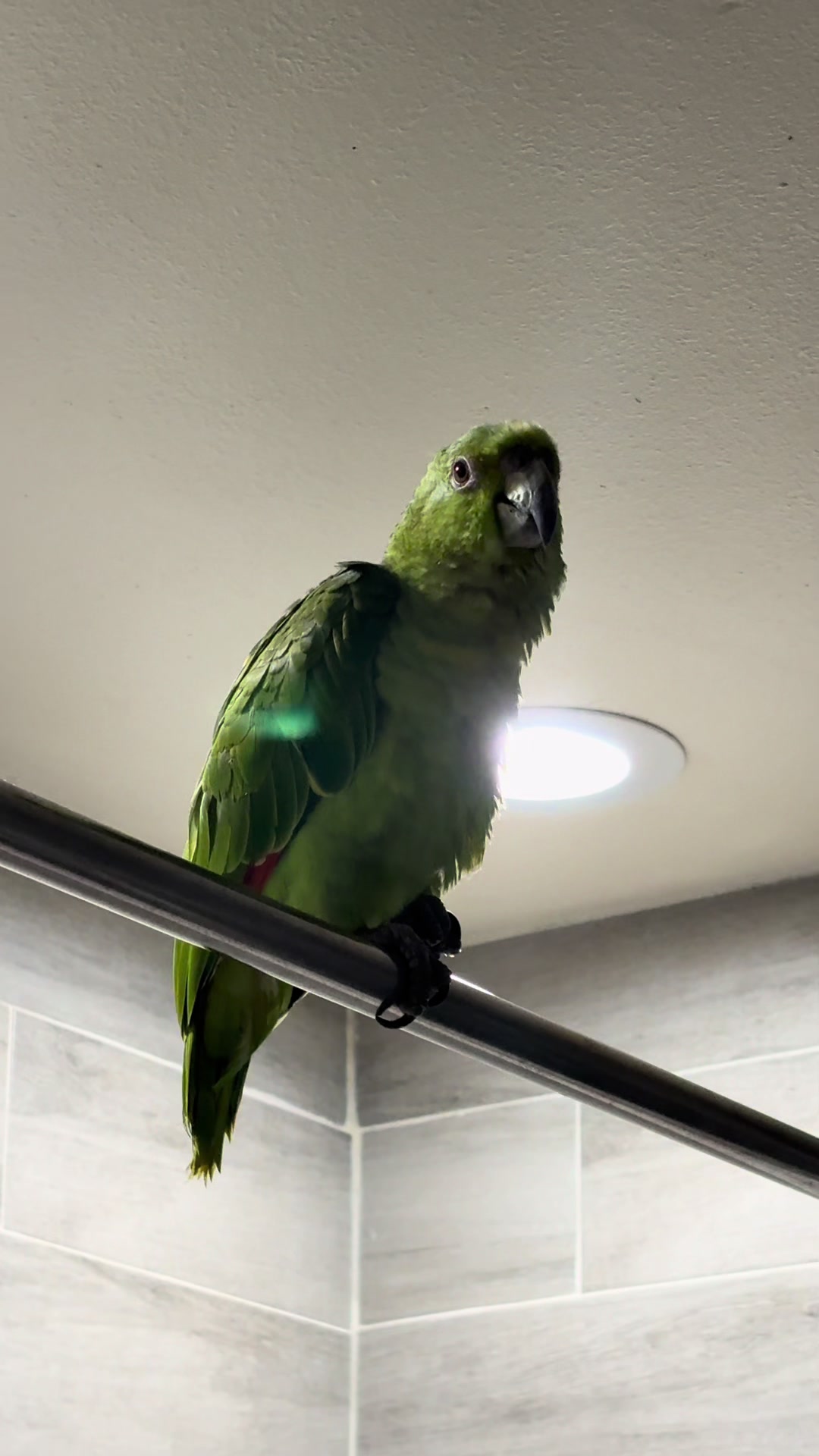 @Coco🦜