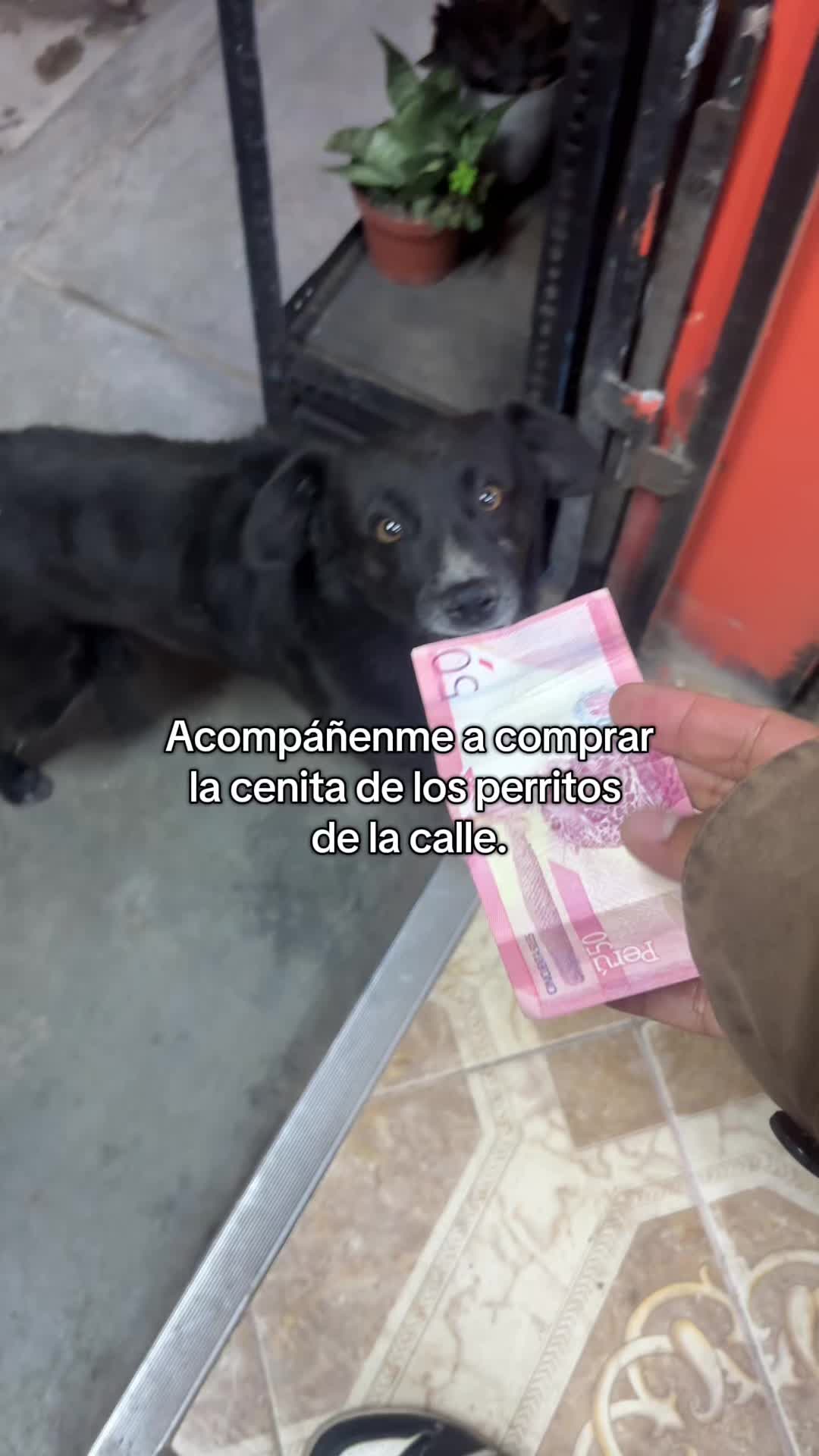 @Cabezotas 🐶