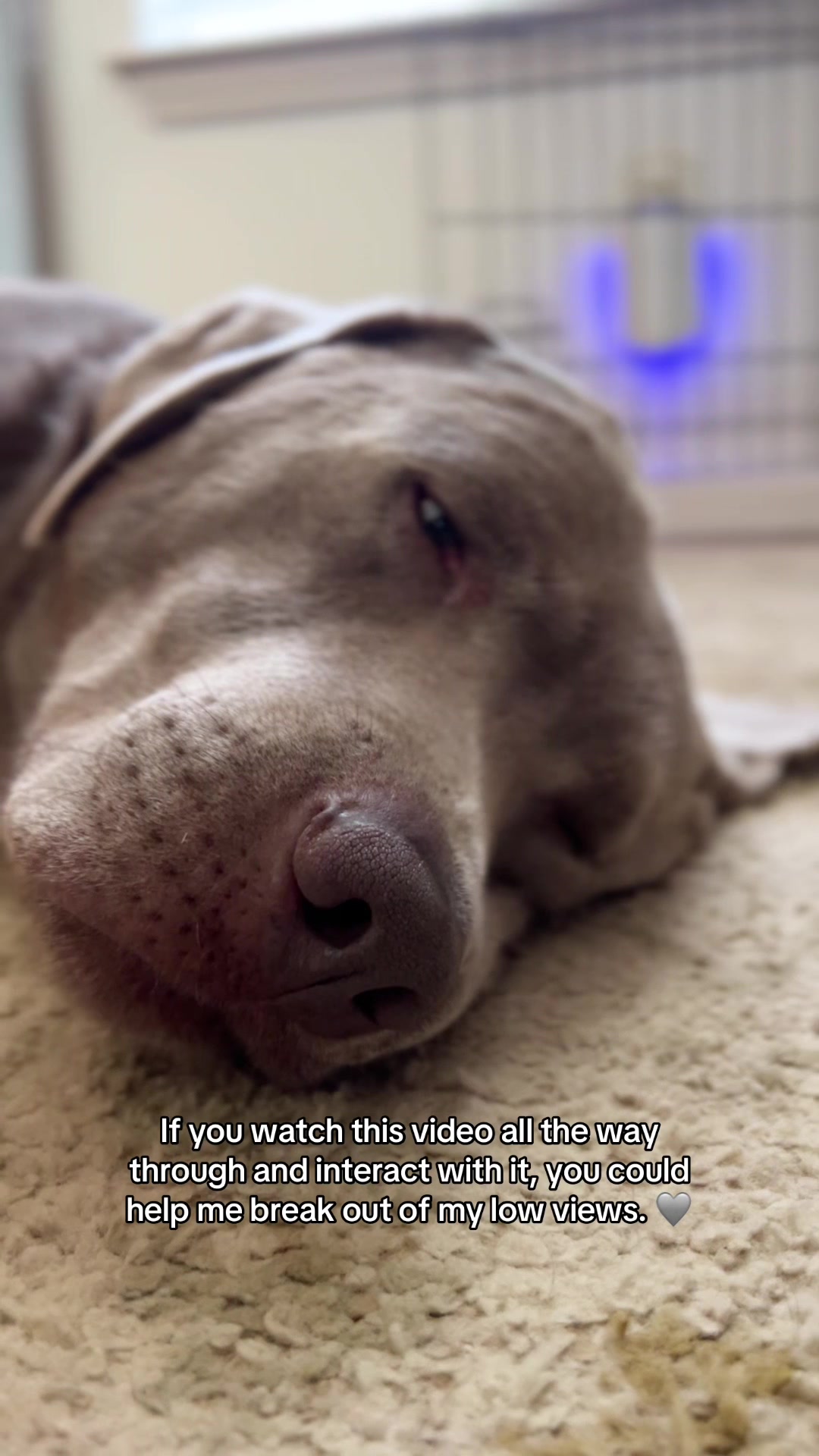@Hank the Tank | Silver Lab 🩶