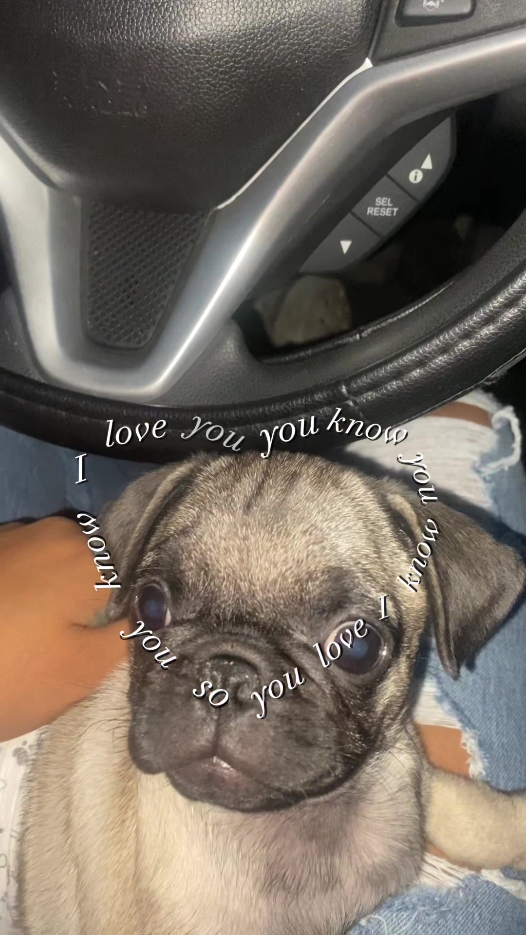 @Puggo ❤️