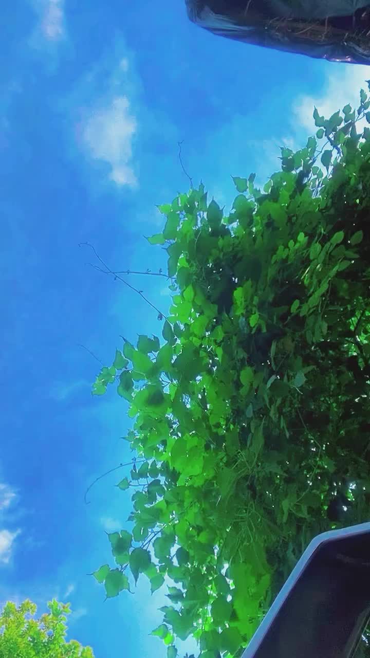 @vimalsagar