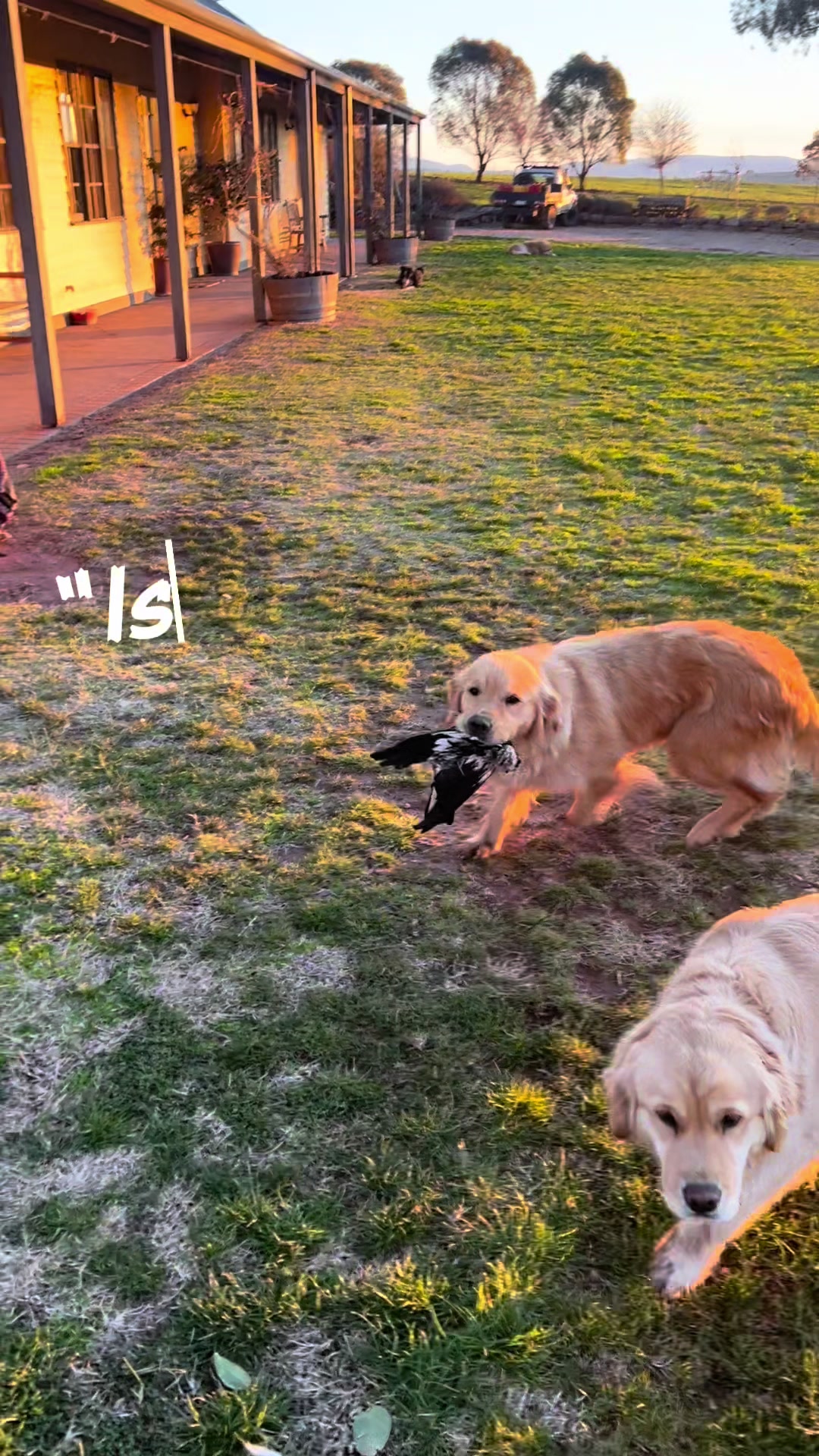 @HighCountryRetrievers