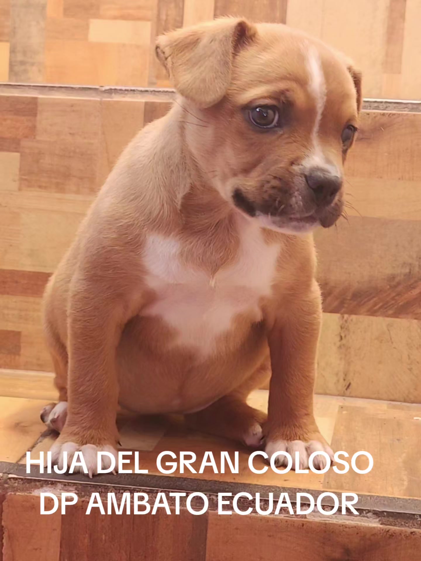 @Kratos kennel