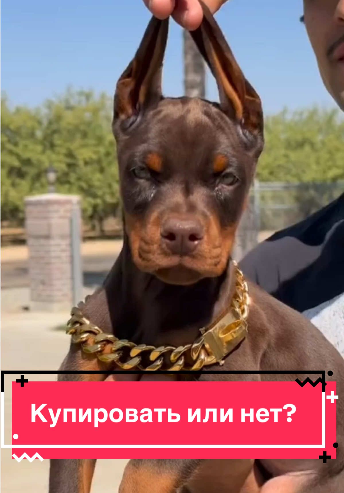 @Пушистики🐶