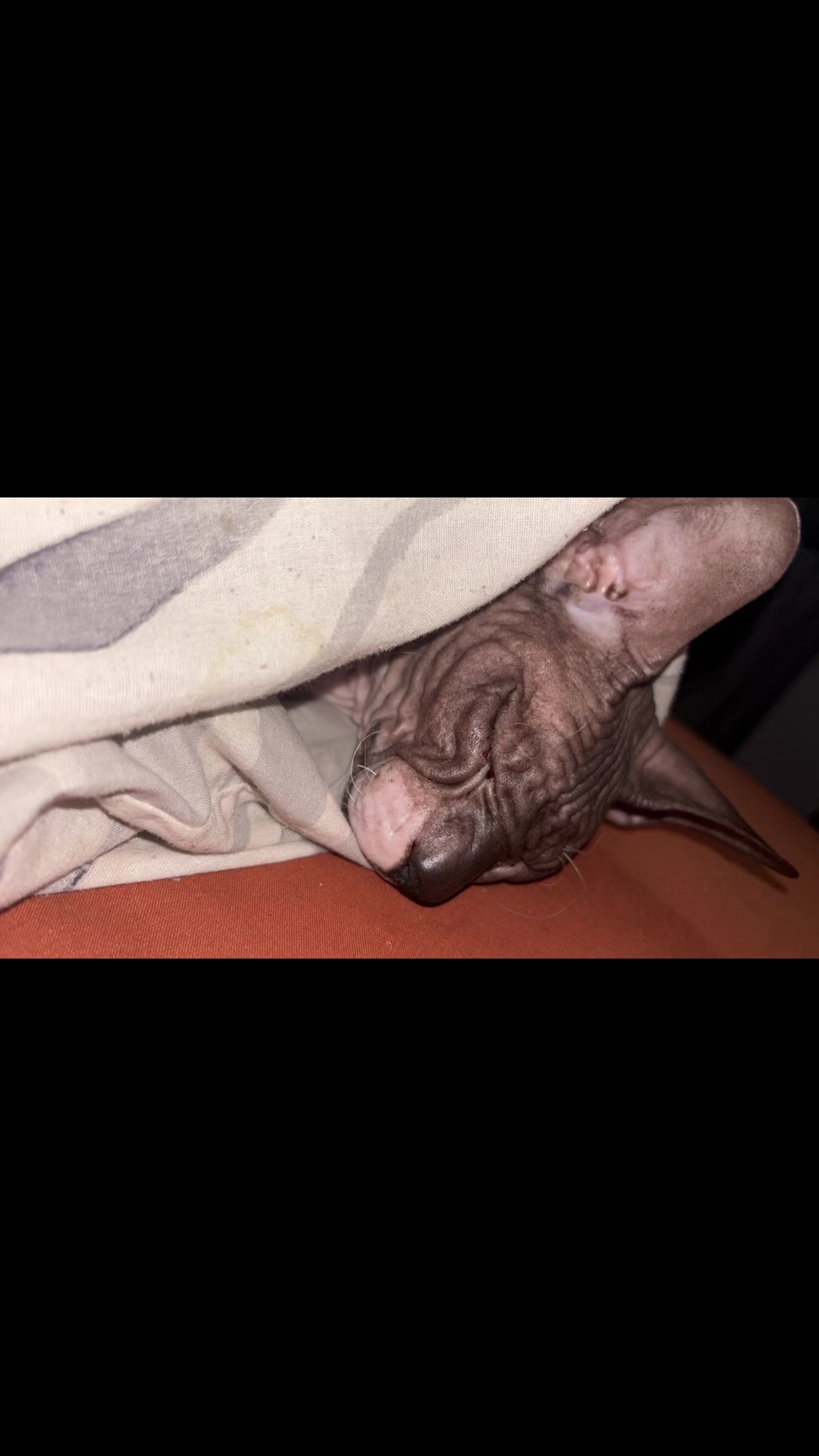 @Sphynxcat