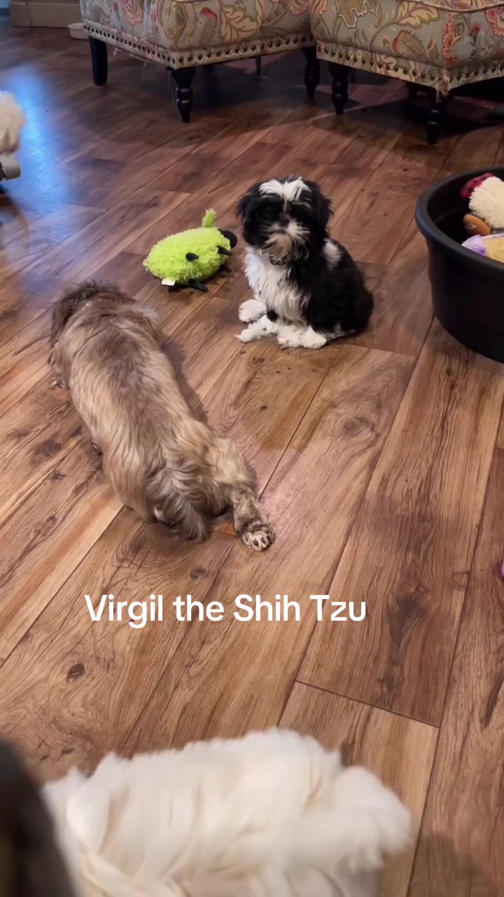 @Twilight Shih Tzu