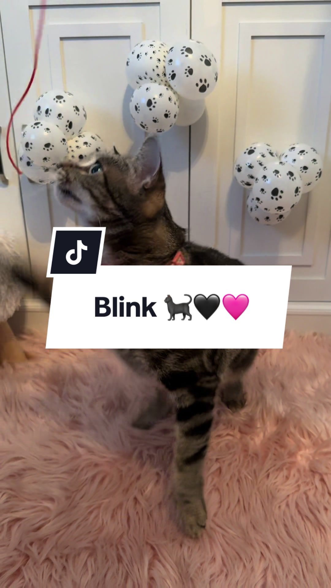 @💜Cinthia Kpop Fam🫰🏻💜