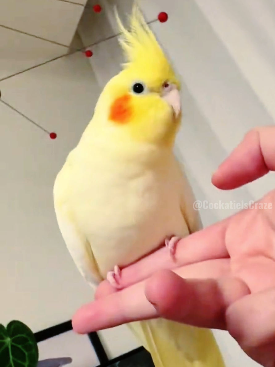 @Cockatiels Craze