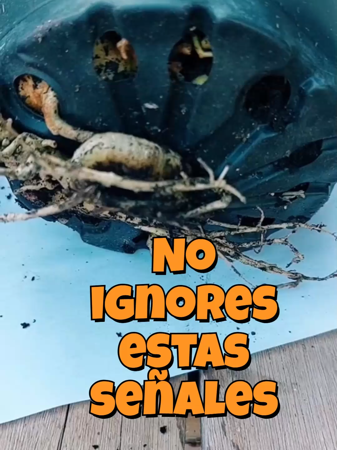 @Cactus y Suculentas