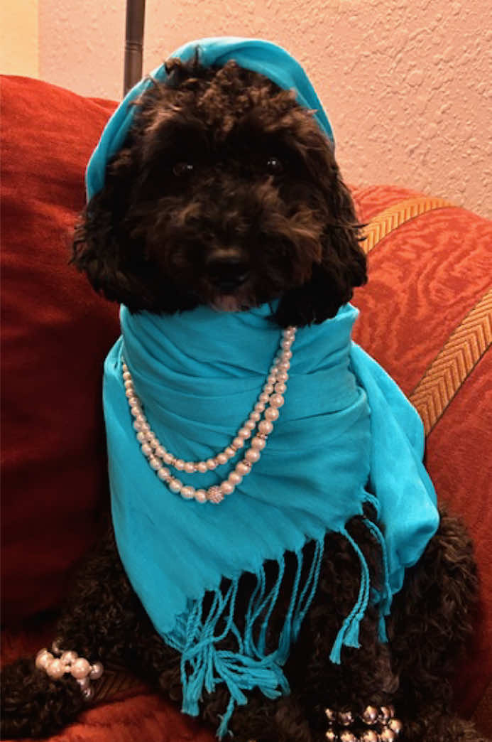 @Dm77poodles