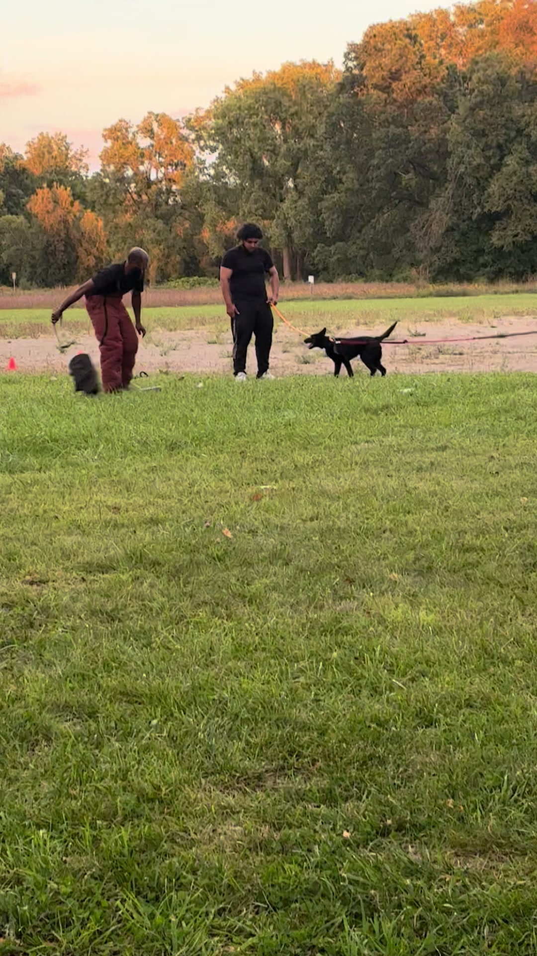 @Detroit belgian malinois