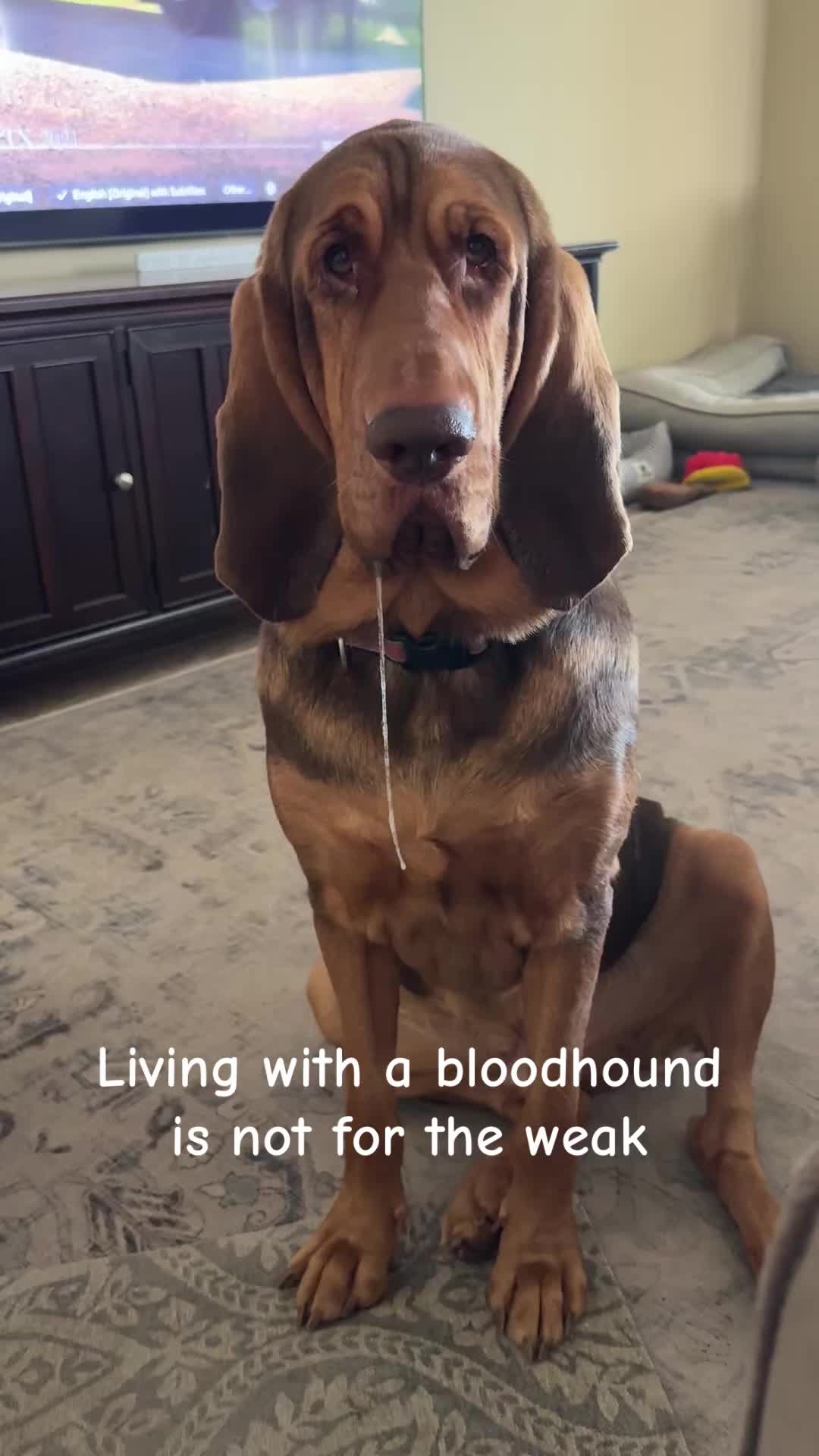 @earl_the_drooling_dog