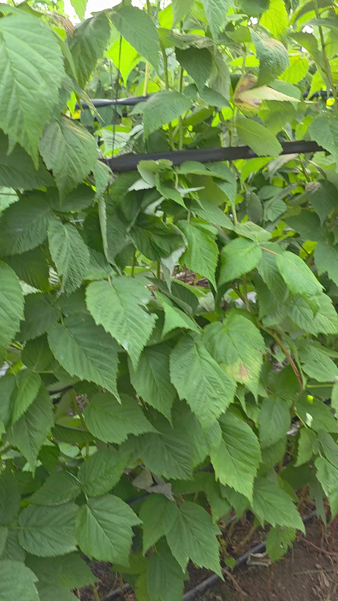 @El Extensionista del Agro